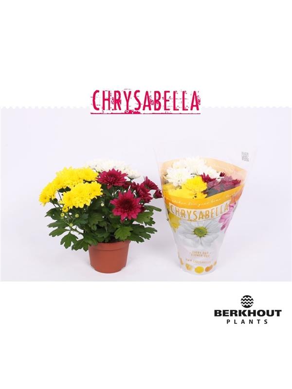 Chrysanthemum ind.   ..mix/pot