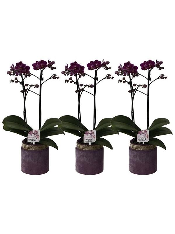 Phalaenopsis multiflora kolibri purple 12250vi