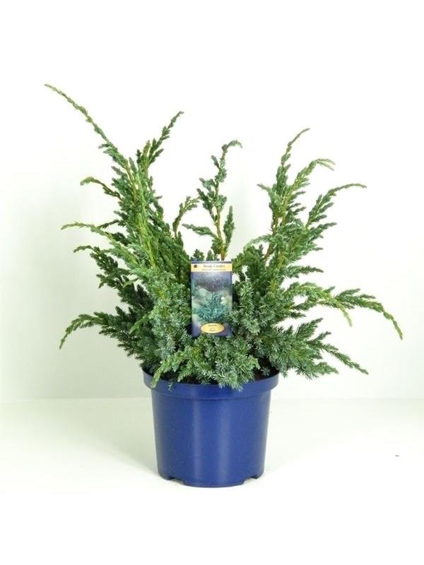 Juniperus meyeri
