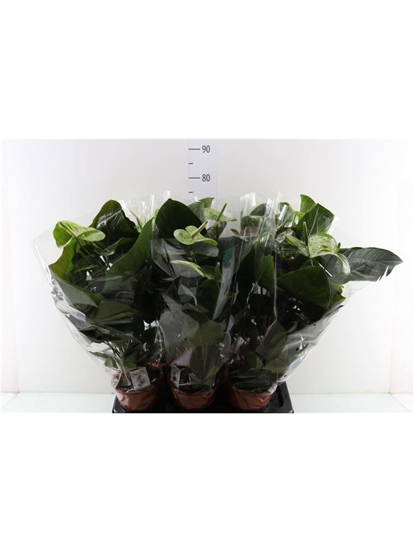 Anthurium andr. green king