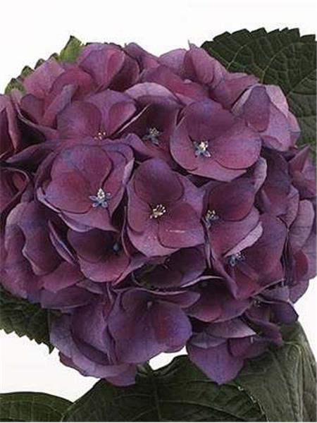HORTENZIJA - Hydrangea esmee purple