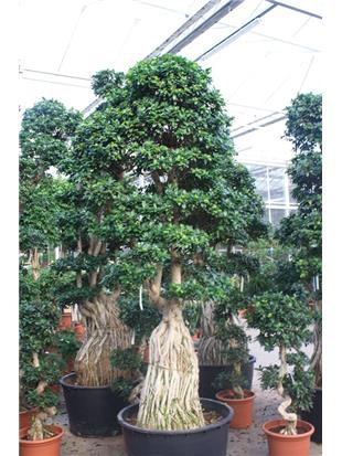 FIKUS (Ficus ginseng microcarpa bonsaj 350-375cmI