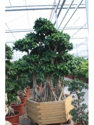 FIKUS (Ficus ginseng microcarpa bonsaj 350cm)
