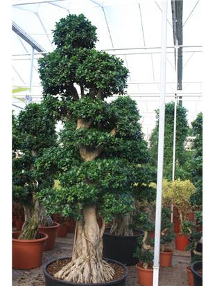 FIKUS ginseng microcarpa bonsaj 375cm