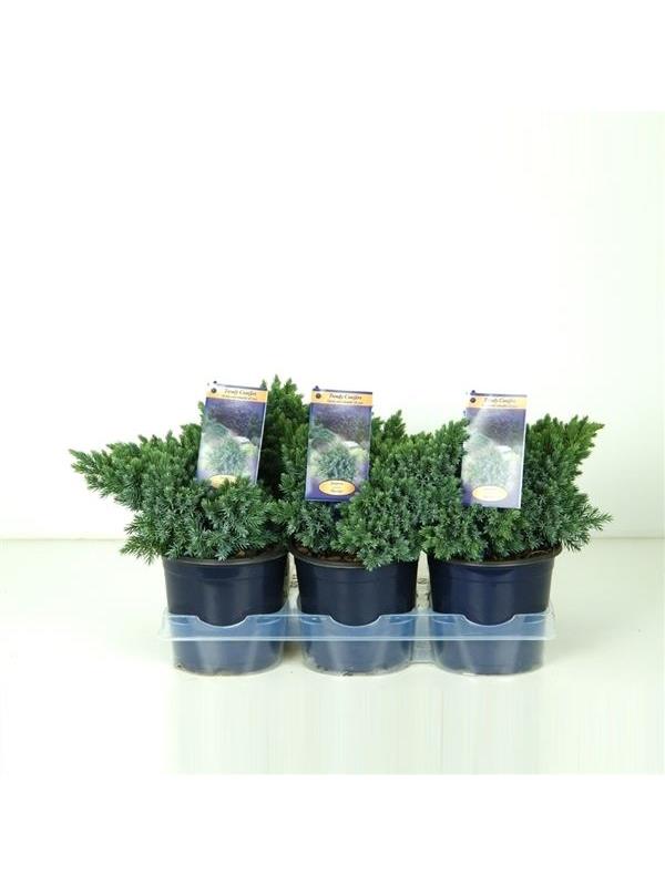 Juniperus squamata blue carpet