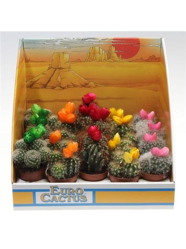 Cactus mixed straw flower 1030