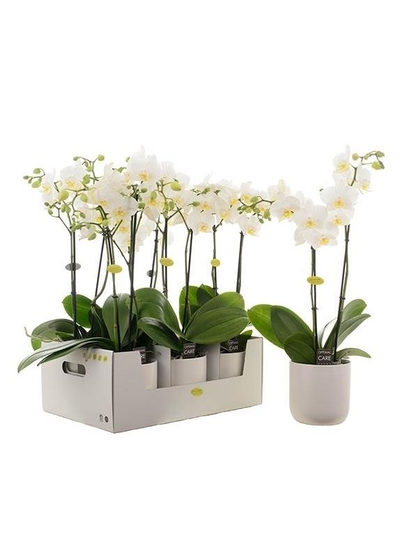Phalaenopsis multiflora white mw2k