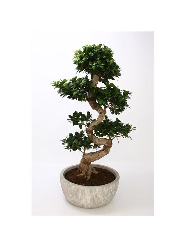 Ficus microcarpa fuji fim39/841