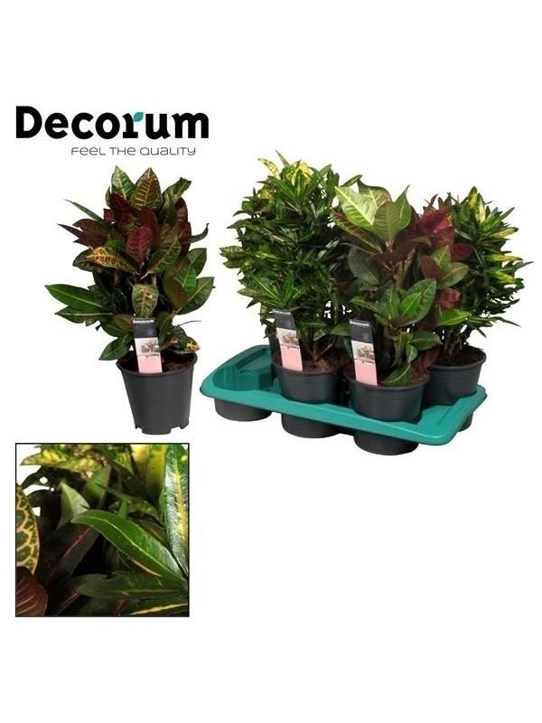 Codiaeum branched/spray mixed 3-4 kinds