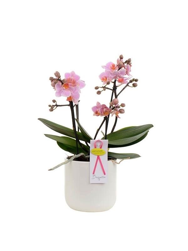 Phalaenopsis multiflora boquetto romantico
