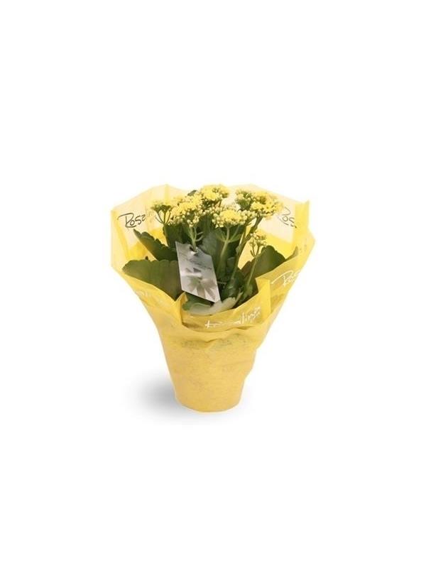 Kalanchoe rosalina kp-608.1 yellow