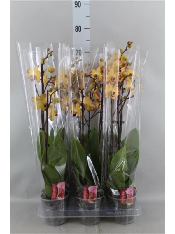 Phalaenopsis 'Elegant Cascade'