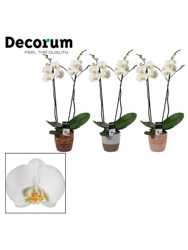 Phalaenopsis white p2twdpt