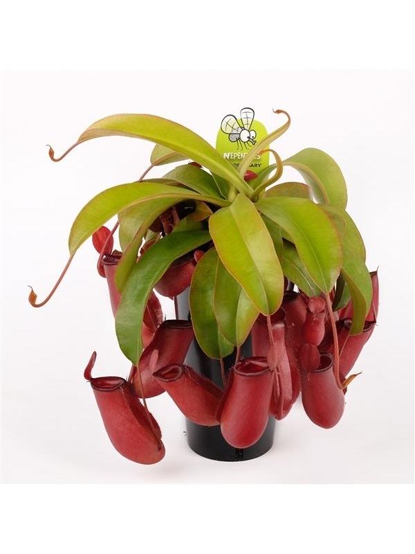 Nepenthes bloody mary