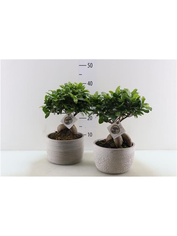 Ficus  microcarpa ginseng