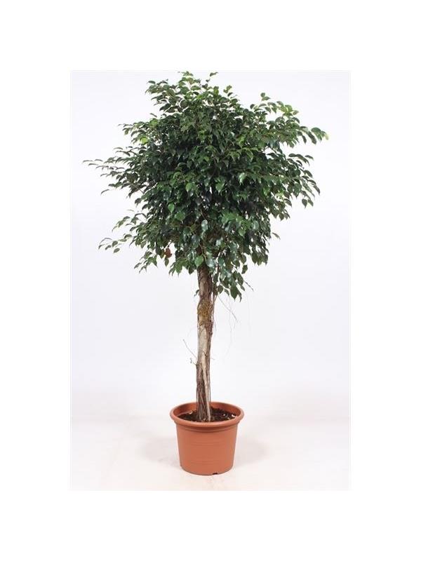 Ficus benjamina danielle