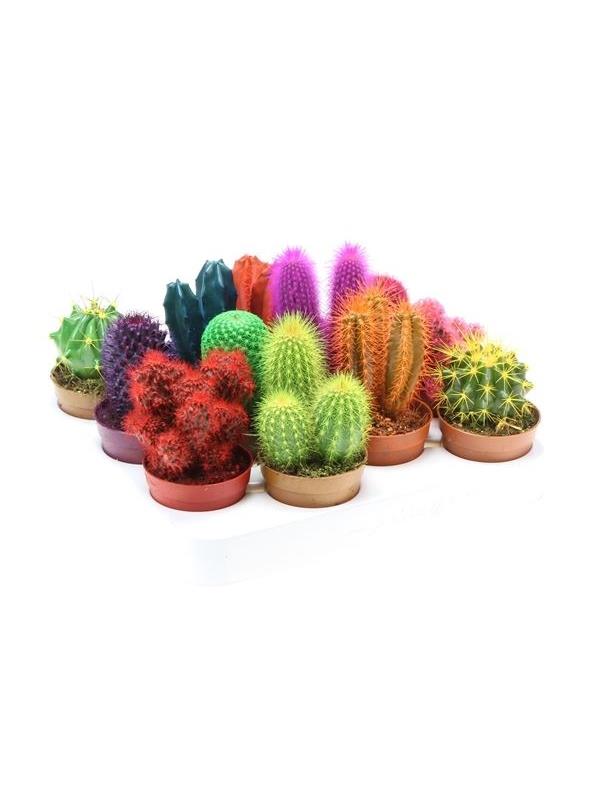 Cactus Other