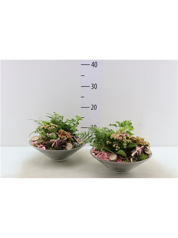 plants in bowl L%
