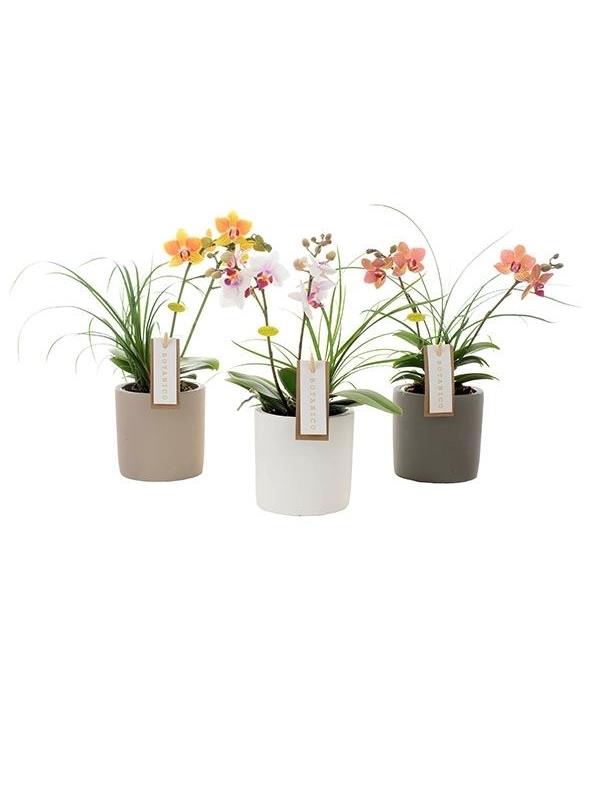 Phalaenopsis multiflora mixed botanico 7g2bn