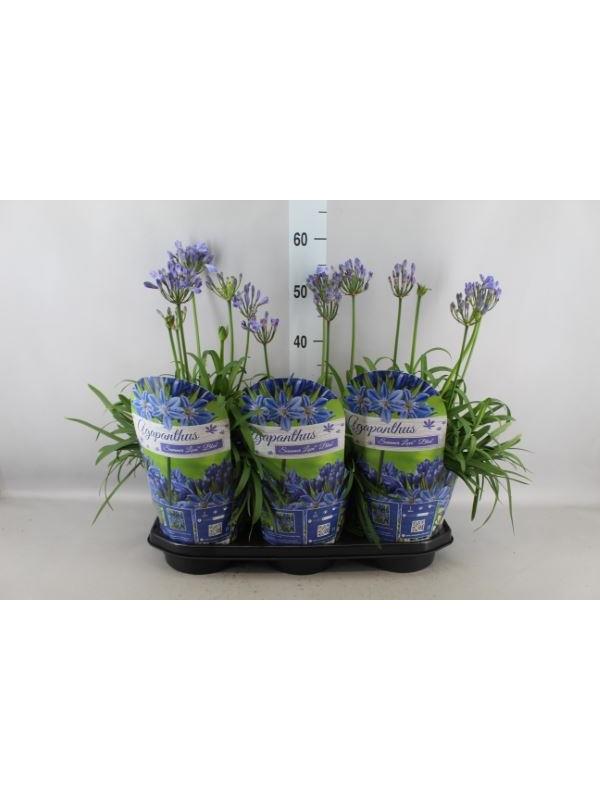 Agapanthus afric. 'SumLove Blue'