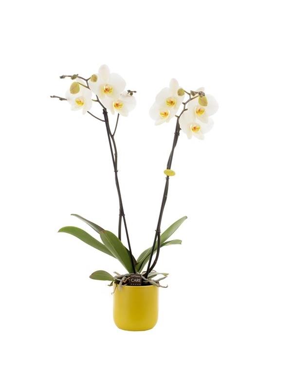 Phalaenopsis white gbw26kg