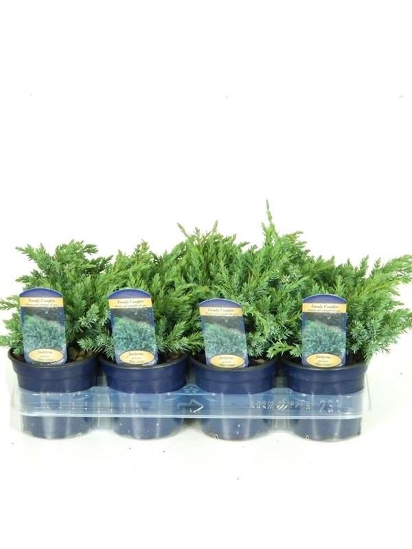 Juniperus squamata blue carpet