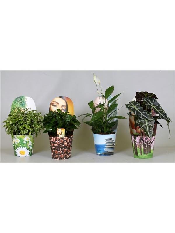 Arrangements plants mixed