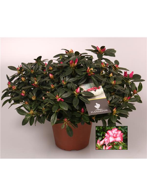 Rhododendron SI 'Panfilia'