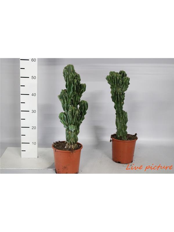 Cactus/succulent monstrosus