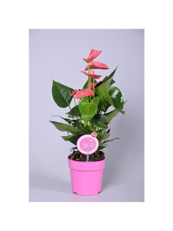 Anthurium andr. sweetheart pink morelips