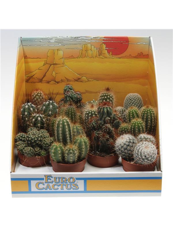 Cactus   mix