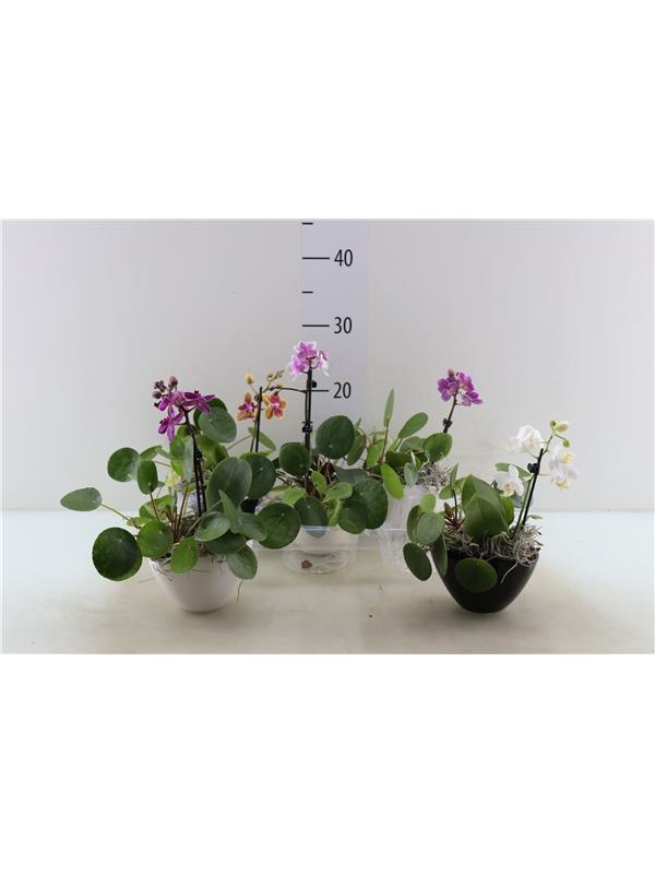 Phalaenopsis mixed