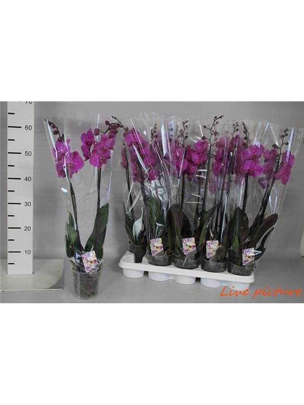 Phalaenopsis lilac