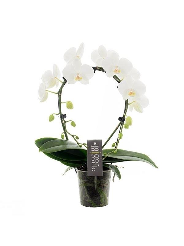 Phalaenopsis mirror miracle white