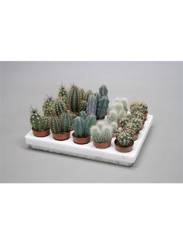 Cactus mixed mini