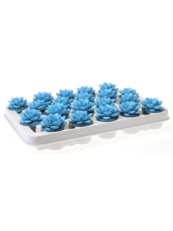 Echeveria purper lichtly blue 9267