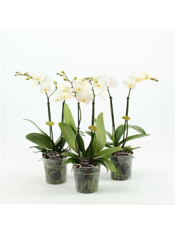 Phalaenopsis multiflora white mwi25