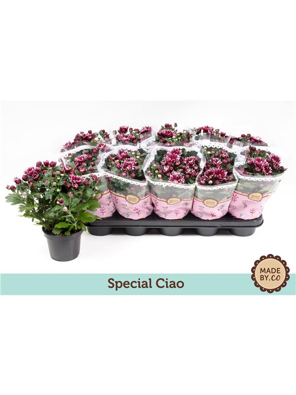Chrysanthemum ind. 'Ciao'