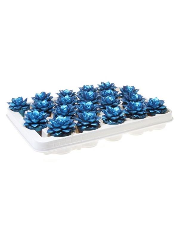 Echeveria purper metallic blue 9266