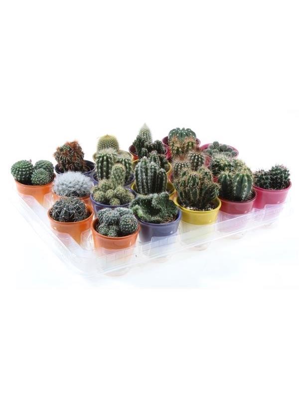 Cactus mixed 648