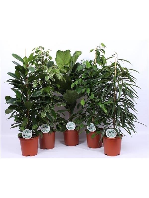Ficus forever mixed