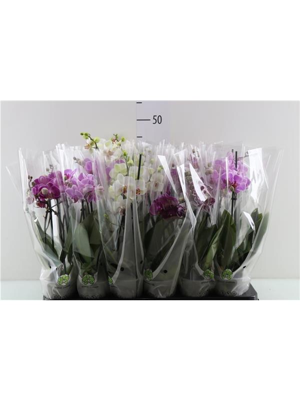 Phalaenopsis mixed multiflora