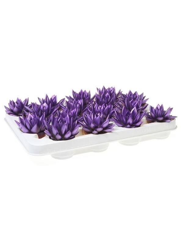 Echeveria miranda metallic purple 9206