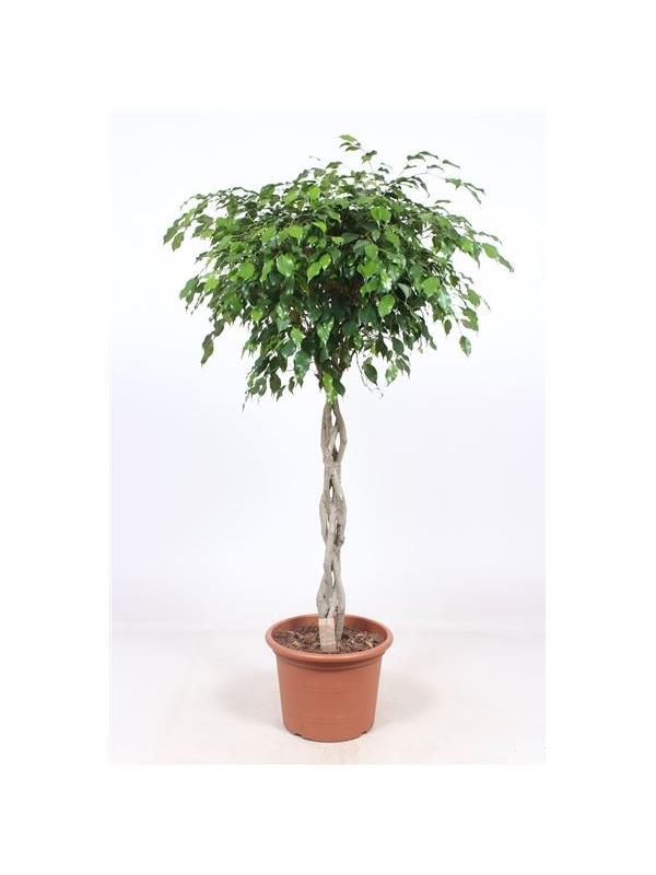 Ficus benjamina exotica