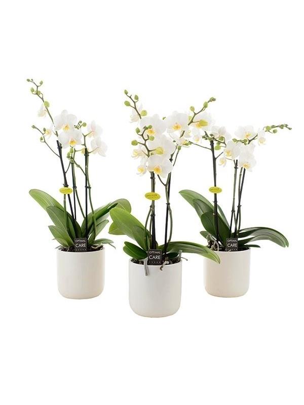 Phalaenopsis multiflora white mw3k