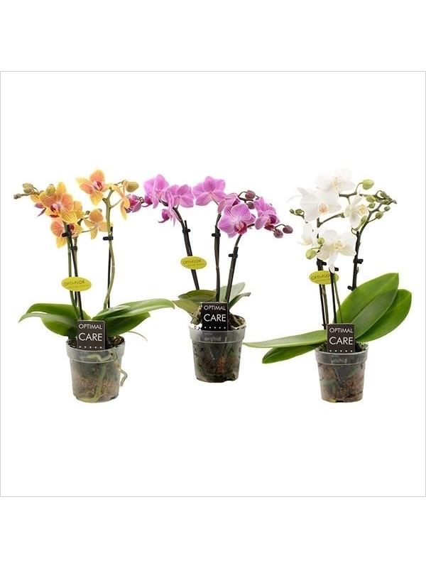 Phalaenopsis multiflora mini mixed