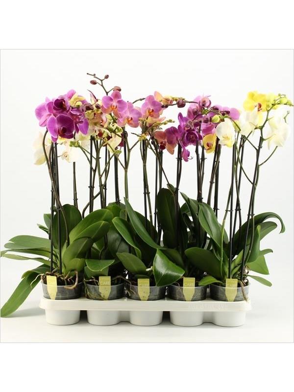 Phalaenopsis mixed 4star quality