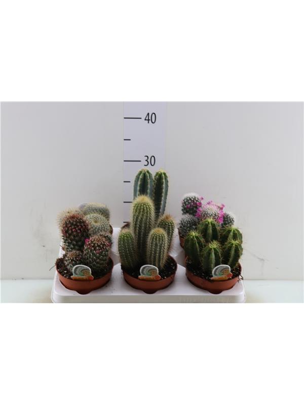 Cactus mixed