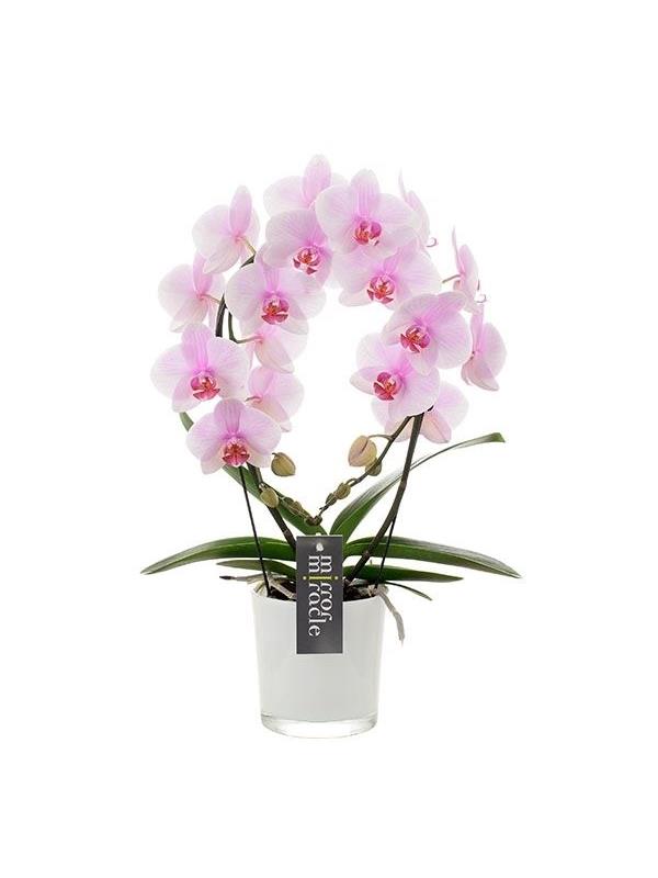Phalaenopsis mirror miracle pink smrp