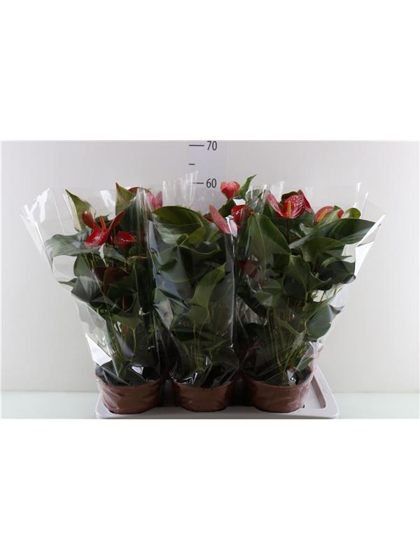 Anthurium andr. dynamite red